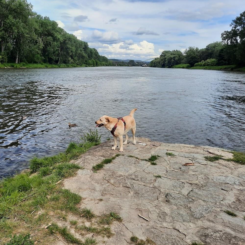 A dog standing on a rocky shore, overlooking a river.